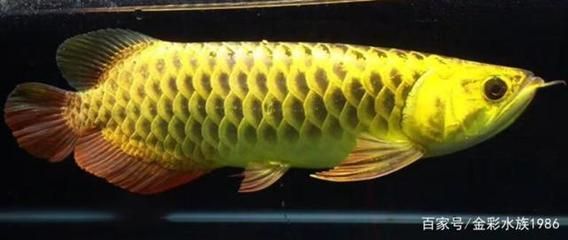 龍魚由來，龍魚在不同地區的分布，龍魚的生物學特性解析