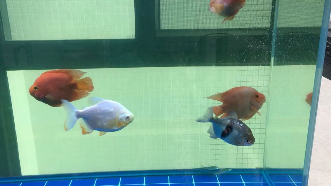 玻璃做魚缸怎么粘才牢固:如何自制玻璃魚缸 濱州哪里賣魚缸好一點(diǎn)兒 濱州哪里賣魚缸好一點(diǎn)兒的 貝因美 濱州哪里賣魚缸好一點(diǎn)兒 濱州哪里賣魚缸好一點(diǎn)兒的 濱州哪里賣魚缸好一點(diǎn)兒 濱州哪里賣魚缸好一點(diǎn)兒的 貝因美