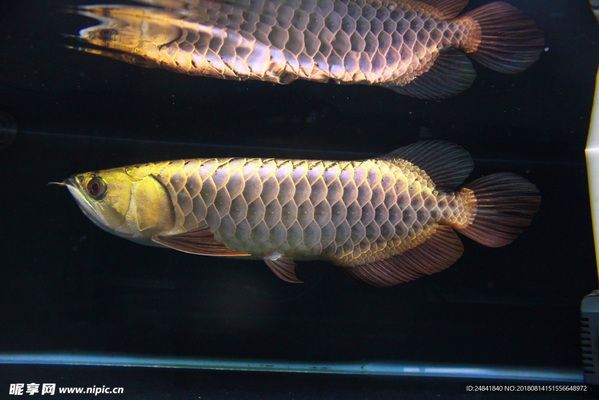 呈千祥金龍魚:呈千祥金龍魚的養殖技術與市場分析呈千祥金龍魚養殖技術 金龍魚百科 第3張 呈千祥金龍魚:呈千祥金龍魚的養殖技術與市場分析呈千祥金龍魚養殖技術 呈千祥金龍魚:呈千祥金龍魚的養殖技術與市場分析呈千祥金龍魚養殖技術 金龍魚百科 第3張