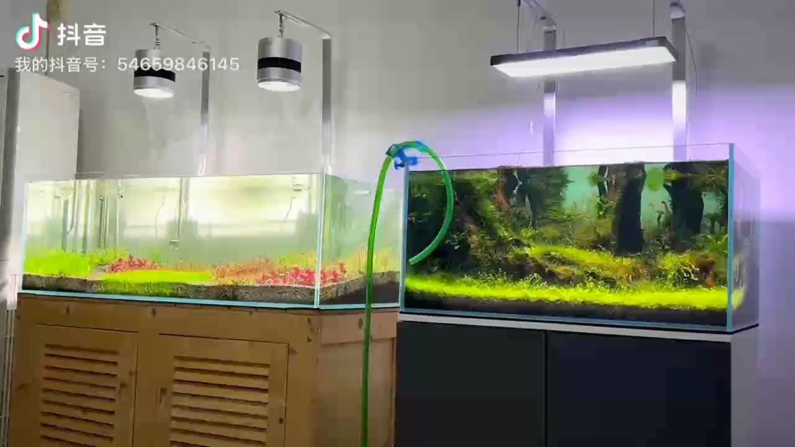 養魚的人瘋了