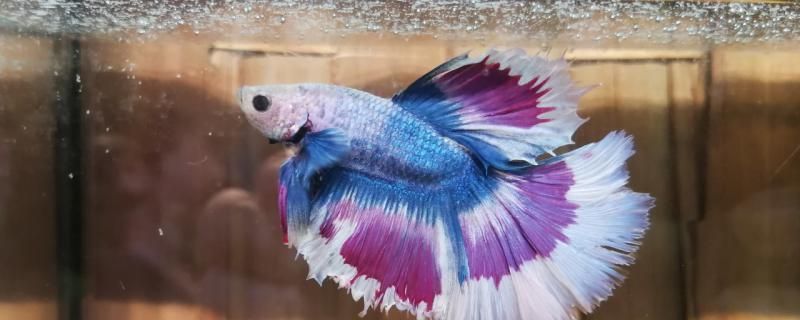 紹興魚缸廠家聯(lián)系電話多少號(hào)碼啊 紹興哪里有賣魚缸的 紹興魚缸廠家聯(lián)系電話多少號(hào)碼啊 紹興哪里有賣魚缸的 新加坡三巴旺 第2張