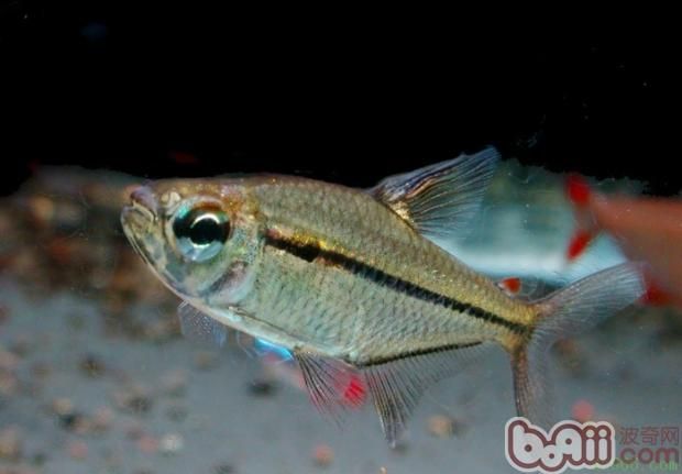怎么養龍魚龍魚好看圖片：養龍魚之美學秘籍，如何讓龍魚盡顯驚艷風姿