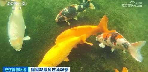 怎么養龍魚龍魚好看圖片：養龍魚之美學秘籍，如何讓龍魚盡顯驚艷風姿