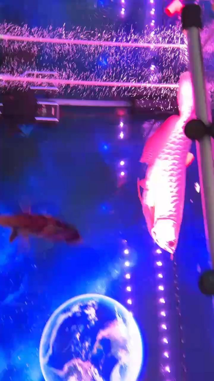 好久沒記錄了，和大家分享一下 好久沒記錄了，和大家分享一下 龍魚論壇 第1張