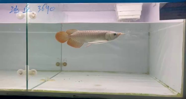 印尼大湖紅龍魚苗：印尼大湖紅龍魚養殖技術