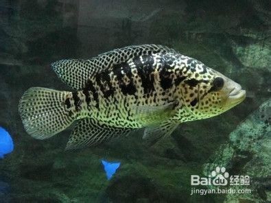 魚(yú)缸養(yǎng)魚(yú)用什么水最好視頻，魚(yú)缸養(yǎng)魚(yú)用什么水最好 魚(yú)缸養(yǎng)魚(yú)用什么水最好視頻，魚(yú)缸養(yǎng)魚(yú)用什么水最好 魚(yú)缸百科 第4張