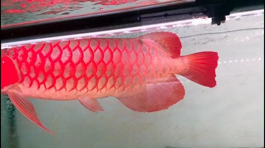 莆田觀賞魚店萬達(dá)電話多少 莆田觀賞魚店萬達(dá)電話多少號 新加坡三巴旺 第2張 莆田觀賞魚店萬達(dá)電話多少 莆田觀賞魚店萬達(dá)電話多少號 莆田觀賞魚店萬達(dá)電話多少 莆田觀賞魚店萬達(dá)電話多少號 新加坡三巴旺 第2張