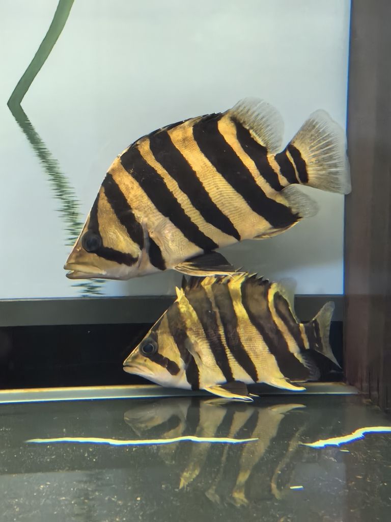 又請一虎留檔