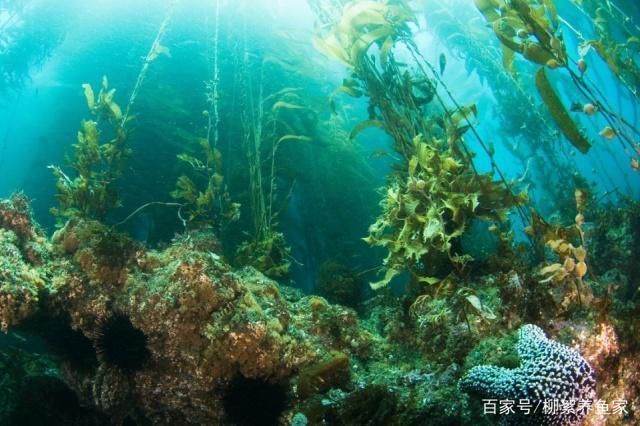魚缸使用除藻劑需要關閉過濾嗎？，使用除藻劑時需要關閉過濾取決于所使用的除藻劑類型 魚缸使用除藻劑需要關閉過濾嗎？，使用除藻劑時需要關閉過濾取決于所使用的除藻劑類型 魚缸百科 第6張