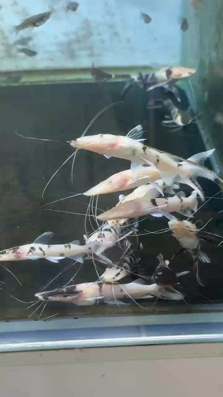 虎皮鴨嘴
