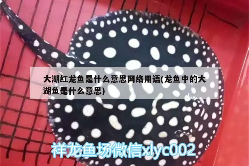 大湖紅龍魚是什么意思網絡用語(龍魚中的大湖魚是什么意思)