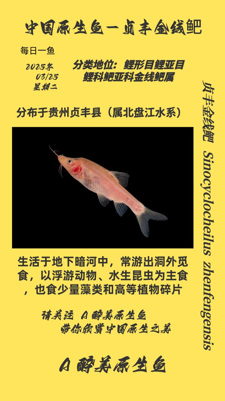 龍魚干蝦有營養(yǎng)嗎 貞豐金線鲃 龍魚論壇 貞豐金線鲃 貞豐金線鲃 龍魚論壇