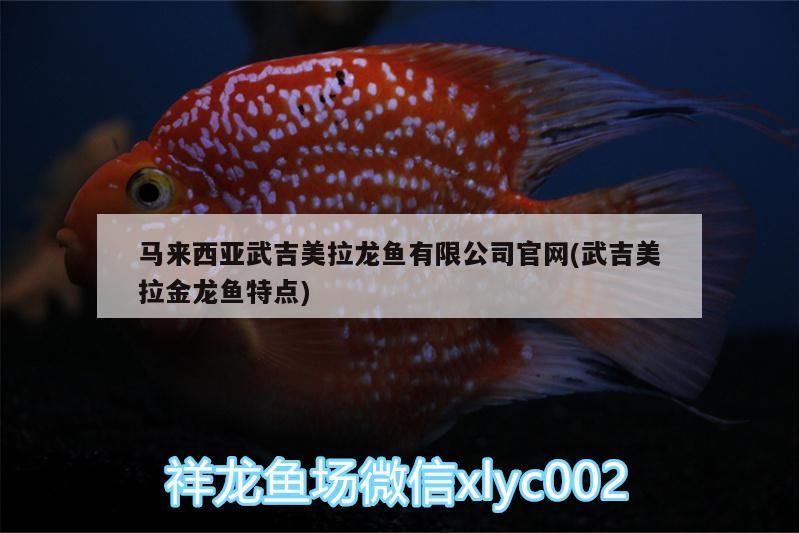 馬來西亞武吉美拉龍魚有限公司官網(wǎng)(武吉美拉金龍魚特點)
