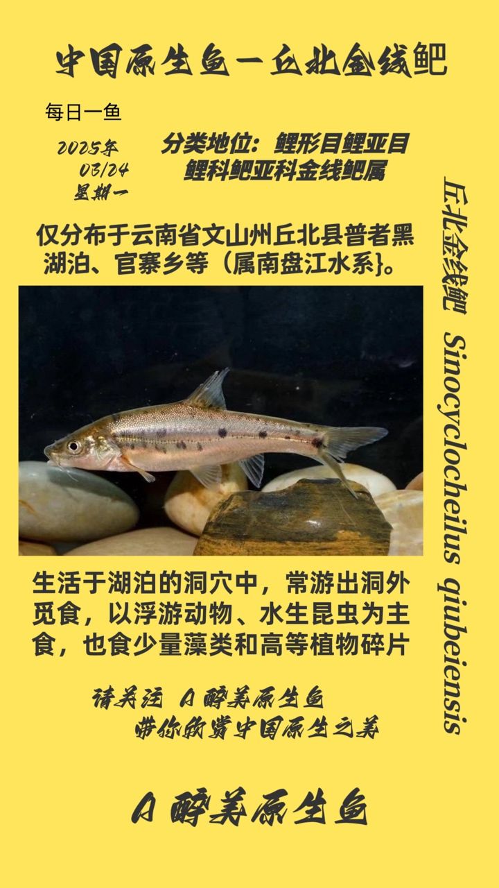 <strong><mark>丘北</mark></strong>金線鲃