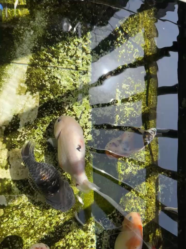 魚缸用增氧泵價格是多少:魚缸增氧機-xtrac增氧機-xtrac增氧機 窗臺養魚 龍魚論壇 窗臺養魚 窗臺養魚 龍魚論壇