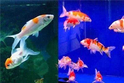 1米五的魚(yú)缸養(yǎng)幾條錦鯉：1米五的魚(yú)缸養(yǎng)錦鯉數(shù)量如何確定 1米五的魚(yú)缸養(yǎng)幾條錦鯉：1米五的魚(yú)缸養(yǎng)錦鯉數(shù)量如何確定 魚(yú)缸百科 第3張