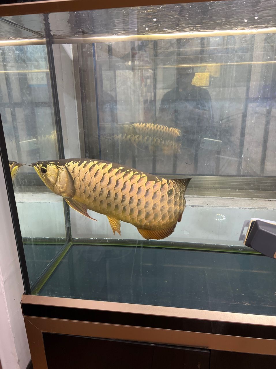#辦公室養魚季