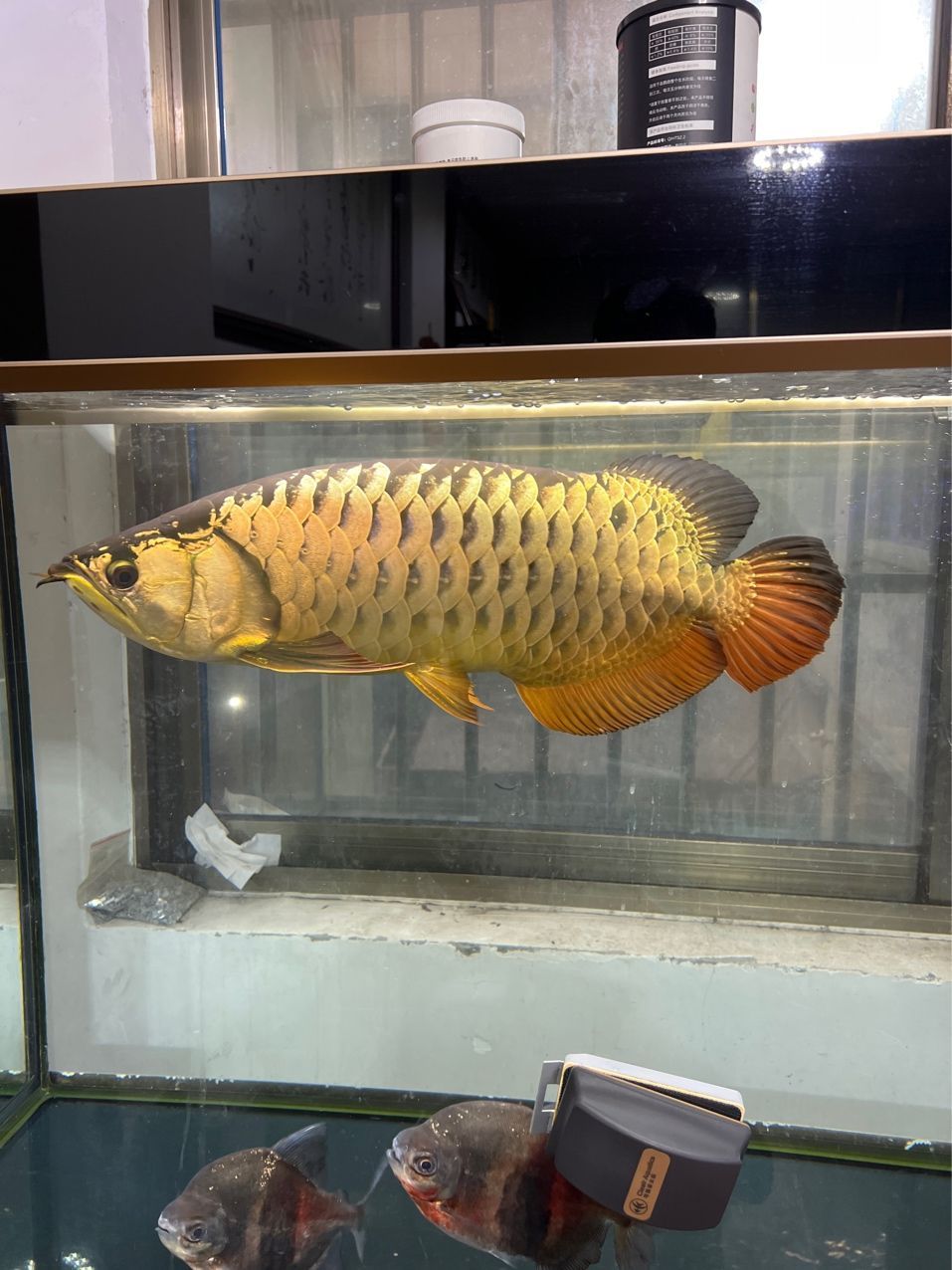 #辦公室養魚季