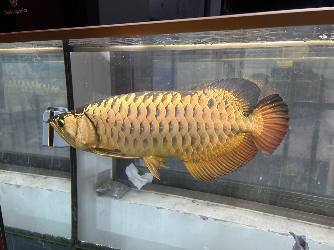 #辦公室養魚季