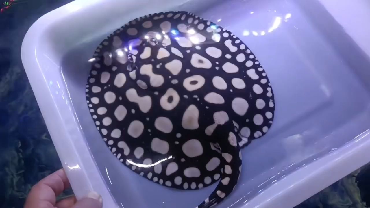 早安 私信被鎖