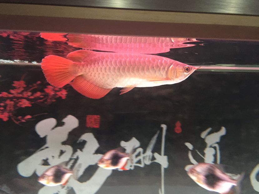 隨州觀賞魚市場大家?guī)涂纯疵霞獱柕郊覀z月看看長勢狀態(tài)