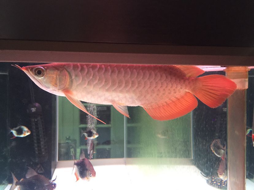 隨州觀賞魚市場大家?guī)涂纯疵霞獱柕郊覀z月看看長勢狀態(tài)