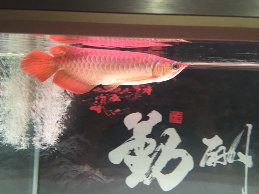 隨州觀賞魚市場大家?guī)涂纯疵霞獱柕郊覀z月看看長勢狀態(tài)