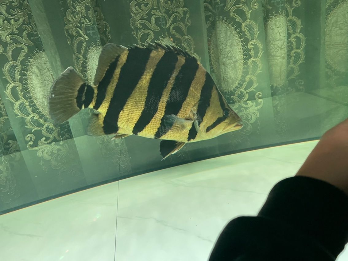 蘇門答臘虎 魚缸中的精靈 蘇門答臘虎 魚缸中的精靈 龍魚論壇 第2張