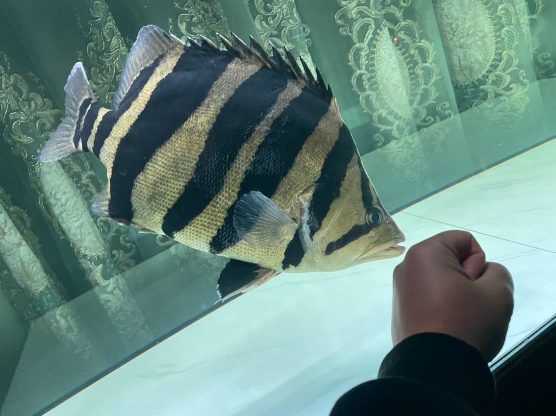 蘇門答臘虎 魚缸中的精靈 蘇門答臘虎 魚缸中的精靈 龍魚論壇 第1張