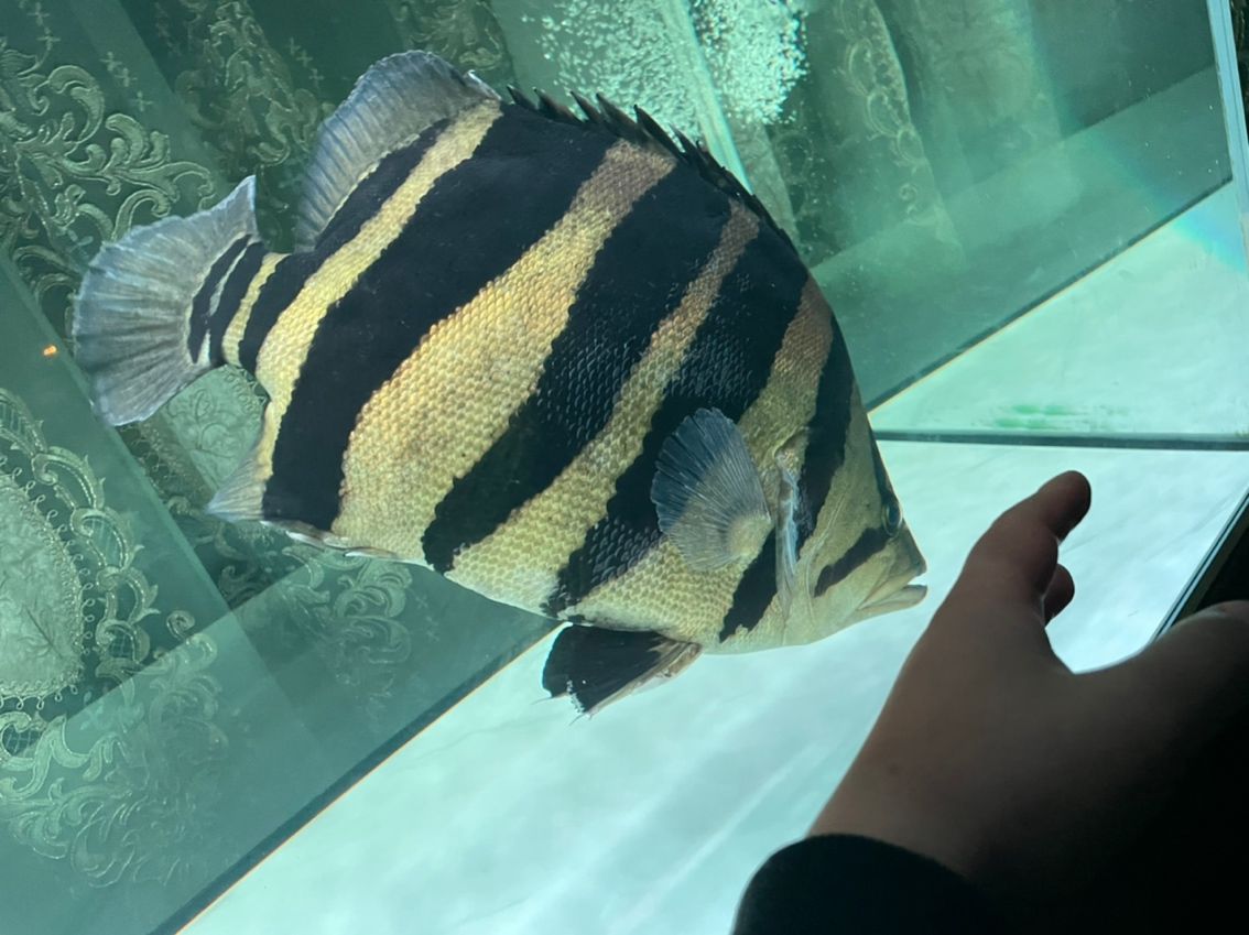 蘇門答臘虎 魚缸中的精靈 蘇門答臘虎 魚缸中的精靈 龍魚論壇 第3張