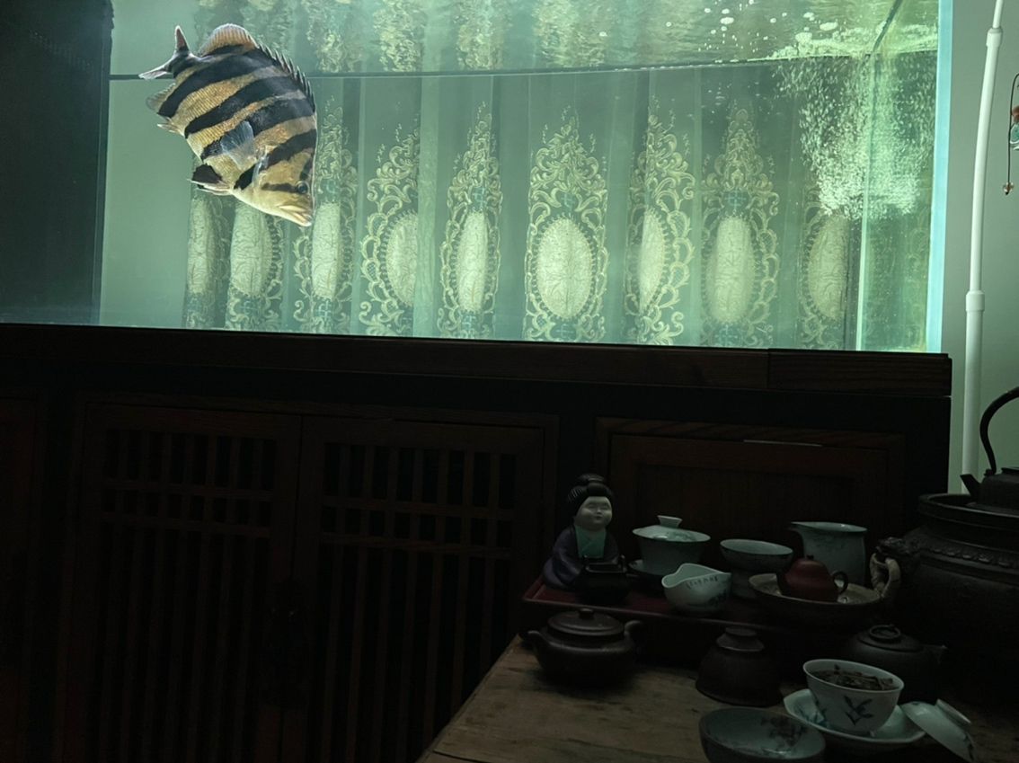 蘇門答臘虎 魚缸中的精靈 蘇門答臘虎 魚缸中的精靈 龍魚論壇 第4張
