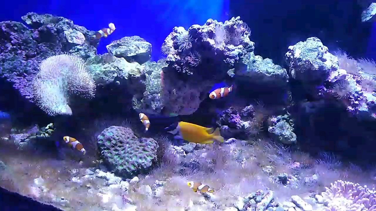 包一顆平常心 包一顆平常心 龍魚論壇
