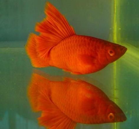 觀賞魚藍色的水能養嗎（觀賞魚可以使用藍色的水養嗎？）