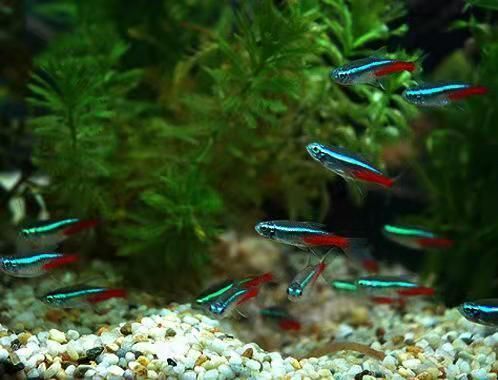 觀賞魚藍色的水能養(yǎng)嗎（觀賞魚可以使用藍色的水養(yǎng)嗎？） 觀賞魚藍色的水能養(yǎng)嗎（觀賞魚可以使用藍色的水養(yǎng)嗎？） 天王紅龍 第4張