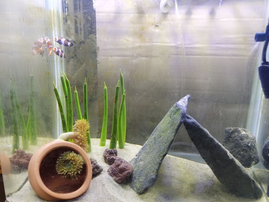 看看魚
