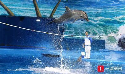 龍魚干蝦有營養(yǎng)嗎 水族館發(fā)展前景分析(水族館科普教育影響力評估水族館行業(yè)市場競爭分析) 水族館百科(水族館加盟) 水族館發(fā)展前景分析(水族館科普教育影響力評估水族館行業(yè)市場競爭分析) 水族館發(fā)展前景分析(水族館科普教育影響力評估水族館行業(yè)市場競爭分析) 水族館百科(水族館加盟)