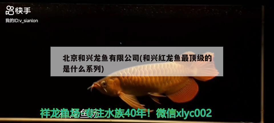 魚缸 北京和興龍魚有限公司(和興紅龍魚最頂級的是什么系列) 和興紅龍 北京和興龍魚有限公司(和興紅龍魚最頂級的是什么系列) 北京和興龍魚有限公司(和興紅龍魚最頂級的是什么系列) 和興紅龍