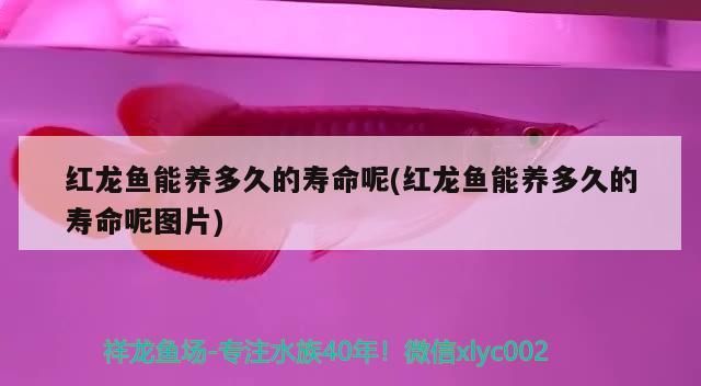 紅龍魚能養多久的壽命呢(紅龍魚能養多久的壽命呢圖片)