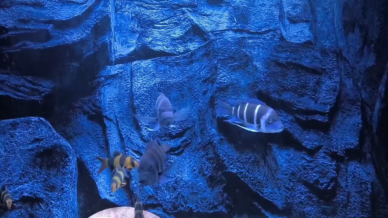 鼠