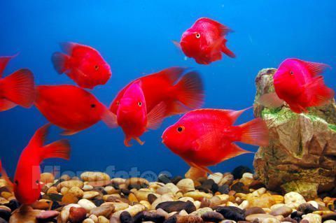 觀賞魚治病期間不能喂食嗎為什么（觀賞魚治療期間喂食是否還能繼續喂食，養魚愛好者應注意）
