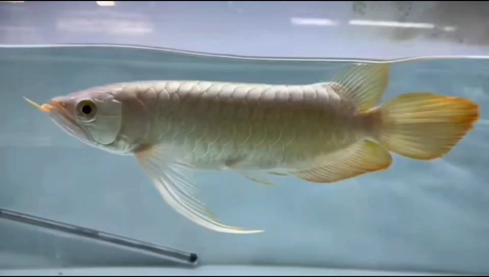 龍魚干蝦有營養嗎 這對手太長也未必是件好事,白片鱗底,精品。 龍魚論壇 這對手太長也未必是件好事,白片鱗底,精品。 這對手太長也未必是件好事,白片鱗底,精品。 龍魚論壇