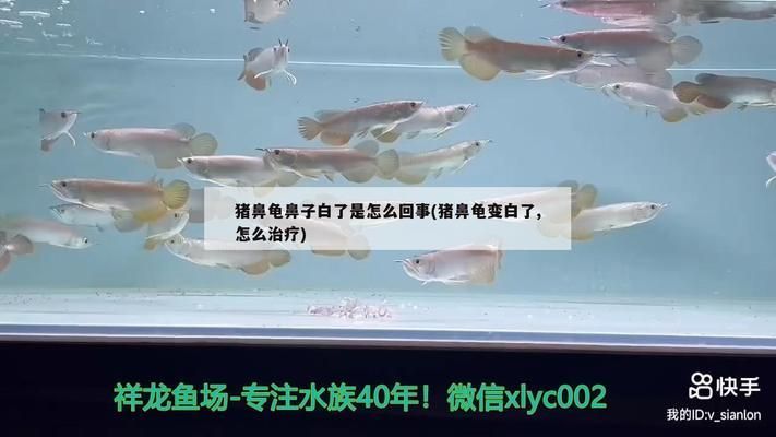 豬鼻龜身上白點能自己恢復嗎視頻：豬鼻龜頭上長白點是怎么回事