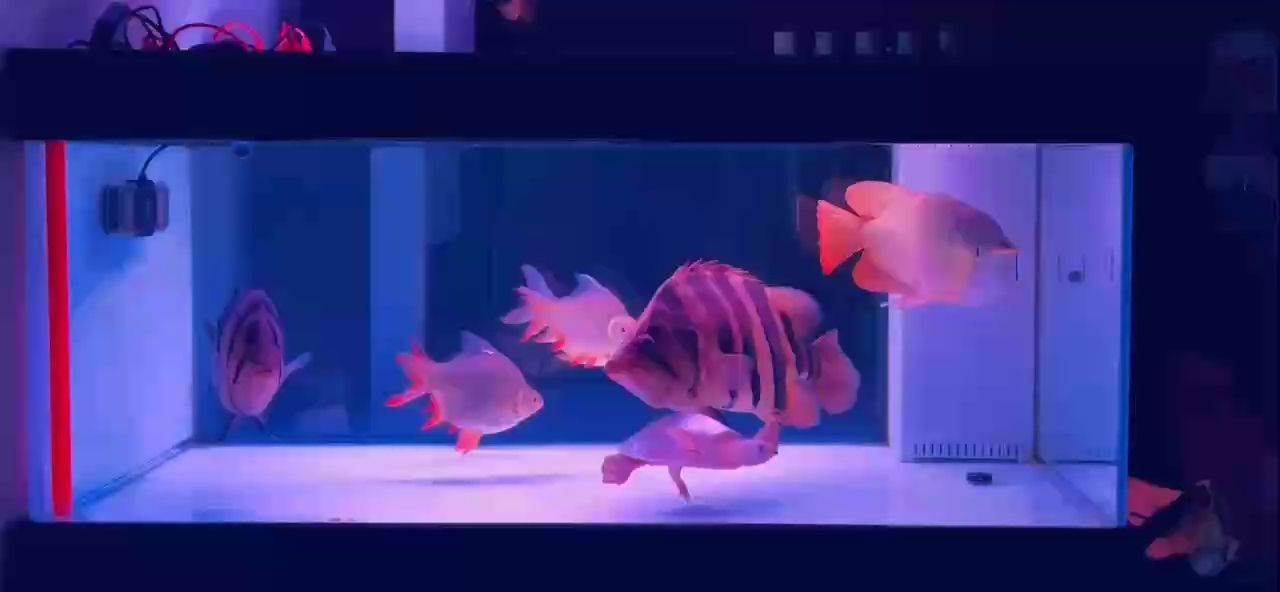 這天氣忽冷忽熱的！魚都會感冒！ 這天氣忽冷忽熱的！魚都會感冒！ 龍魚論壇