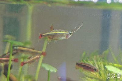 金龍魚水族箱適宜的水草種類：金龍魚水族箱水草布局技巧,水榕與莫斯水草的養護區別