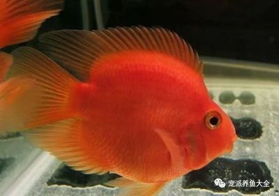 觀賞魚名貴（名貴觀賞魚的收藏價值） 觀賞魚名貴（名貴觀賞魚的收藏價值） 帝龍漁業(yè) 第4張