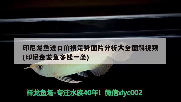 詳細(xì)閱讀:紅龍魚(yú)和金龍魚(yú)混養(yǎng)好嗎圖片(金龍魚(yú)與紅龍混養(yǎng)技術(shù)) 紅龍魚(yú)和金龍魚(yú)混養(yǎng)好嗎圖片(金龍魚(yú)與紅龍混養(yǎng)技術(shù))