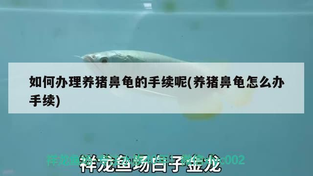 豬鼻龜怎么辦理養殖證：如何辦理豬鼻龜養殖證
