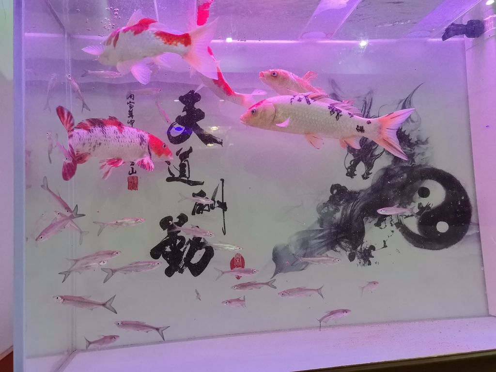 加養翹嘴成了 加養翹嘴成了 龍魚論壇