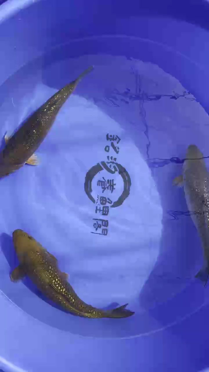 紅茶 綠茶錦鯉