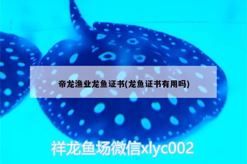 新到家的小虎魚 帝龍漁業龍魚證書(龍魚證書有用嗎) 帝龍漁業 帝龍漁業龍魚證書(龍魚證書有用嗎) 帝龍漁業龍魚證書(龍魚證書有用嗎) 帝龍漁業